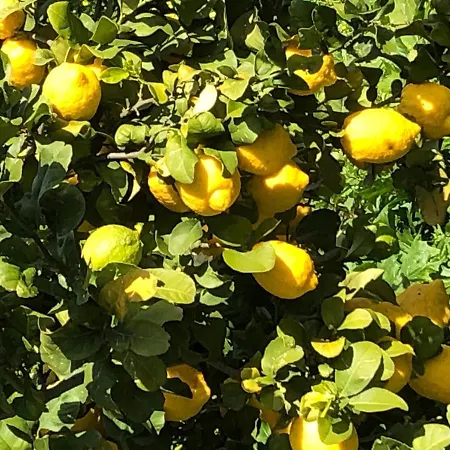イン Mammacristina